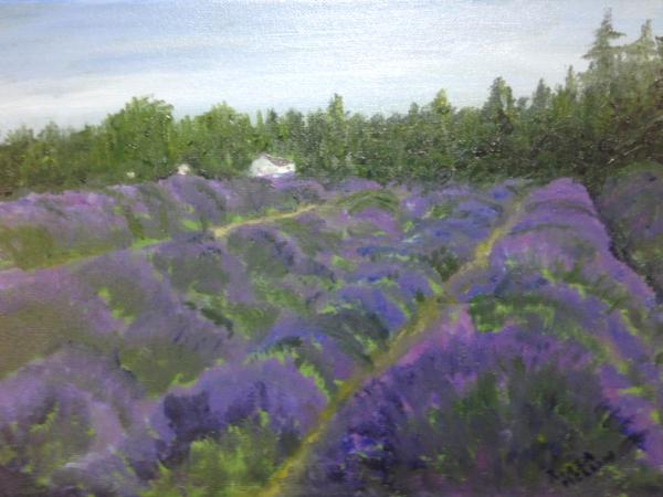 *Lavender Field: Sequim, Olympia Peninsula, WA. ((private collection)