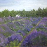 *Lavender Field: Sequim, Olympia Peninsula, WA. ((private collection)